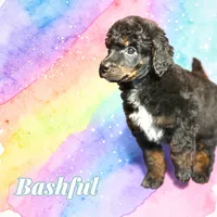 Bashful, a male Poodle - Standard  for sale in Pink Hill, NC – Photo 1 of 4