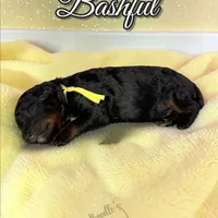 Bashful, a male Poodle - Standard  for sale in Pink Hill, NC – Photo 4 of 4