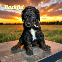 Bashful, a male Poodle - Standard  for sale in Pink Hill, NC – Photo 2 of 4