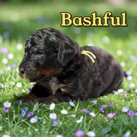 Bashful, a male Poodle - Standard  for sale in Pink Hill, NC – Photo 3 of 4