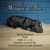 Morgan Wallen, a male Poodle - Standard  for sale in Pink Hill, NC – Photo 5 of 5