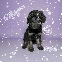 Morgan Wallen, a male Poodle - Standard  for sale in Pink Hill, NC – Photo 3 of 5