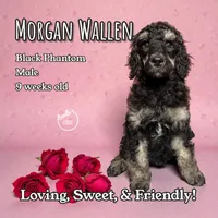 Morgan Wallen, a male Poodle - Standard  for sale in Pink Hill, NC – Photo 2 of 5