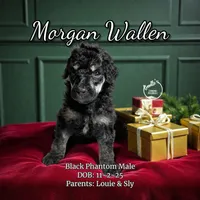 Morgan Wallen, a male Poodle - Standard  for sale in Pink Hill, NC – Photo 4 of 5