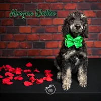 Morgan Wallen, a male Poodle - Standard  for sale in Pink Hill, NC – Photo 1 of 5