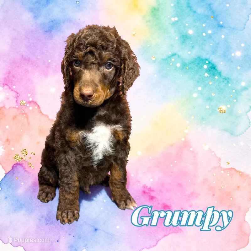 Grumpy – Poodle - Standard  puppy on hold in Pink Hill, NC