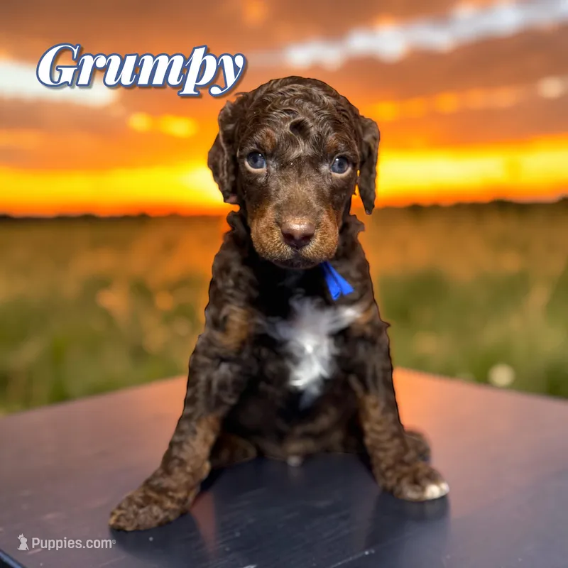 Grumpy – Poodle - Standard  puppy for sale in Pink Hill, NC