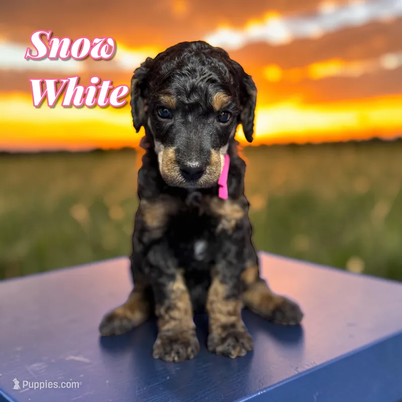 Snow White – Poodle - Standard  puppy for sale in Pink Hill, NC
