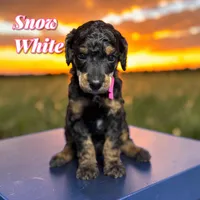 Snow White, a female Poodle - Standard  for sale in Pink Hill, NC – Photo 2 of 4