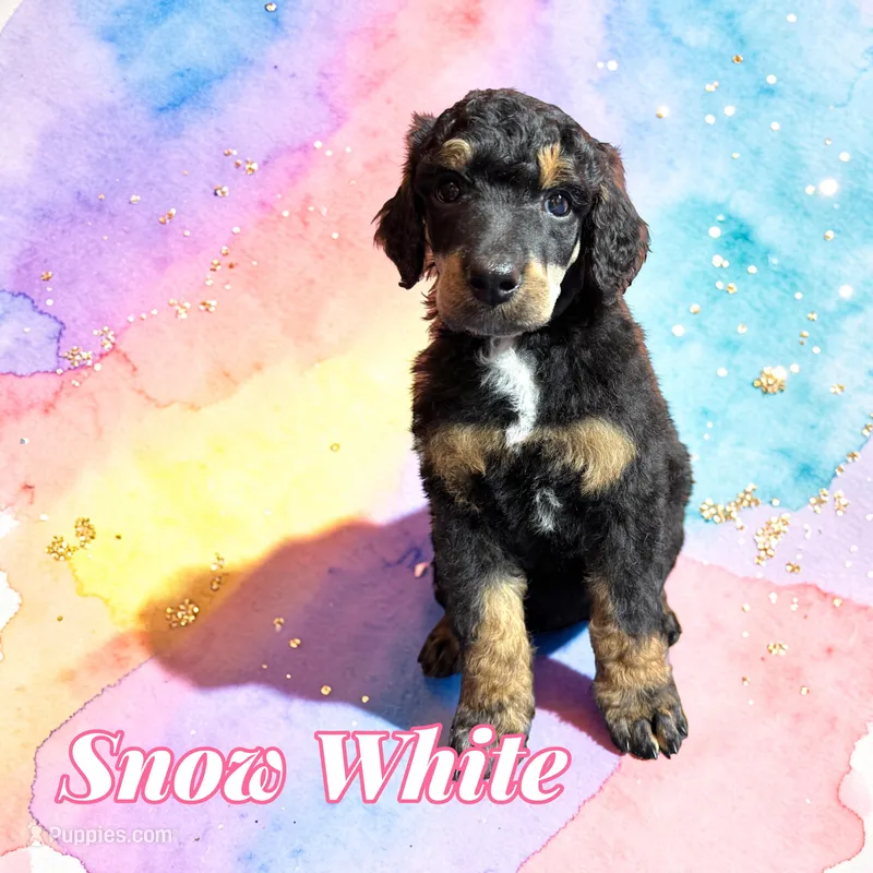 Snow White – Poodle - Standard  puppy on hold in Pink Hill, NC