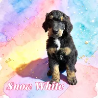 Snow White, a female Poodle - Standard  for sale in Pink Hill, NC – Photo 1 of 4