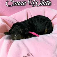 Snow White, a female Poodle - Standard  for sale in Pink Hill, NC – Photo 4 of 4