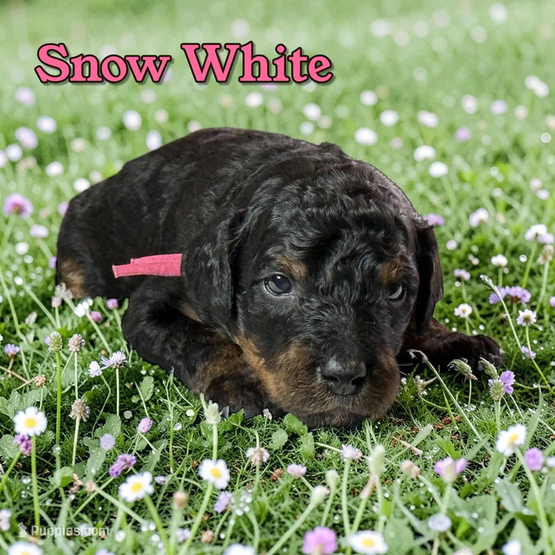 Snow White