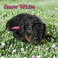 Snow White, a female Poodle - Standard  for sale in Pink Hill, NC – Photo 3 of 4