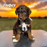 Dopey, a male Poodle - Standard  for sale in Pink Hill, NC – Photo 2 of 4