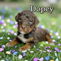 Dopey, a male Poodle - Standard  for sale in Pink Hill, NC – Photo 3 of 4