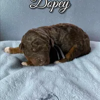 Dopey, a male Poodle - Standard  for sale in Pink Hill, NC – Photo 4 of 4