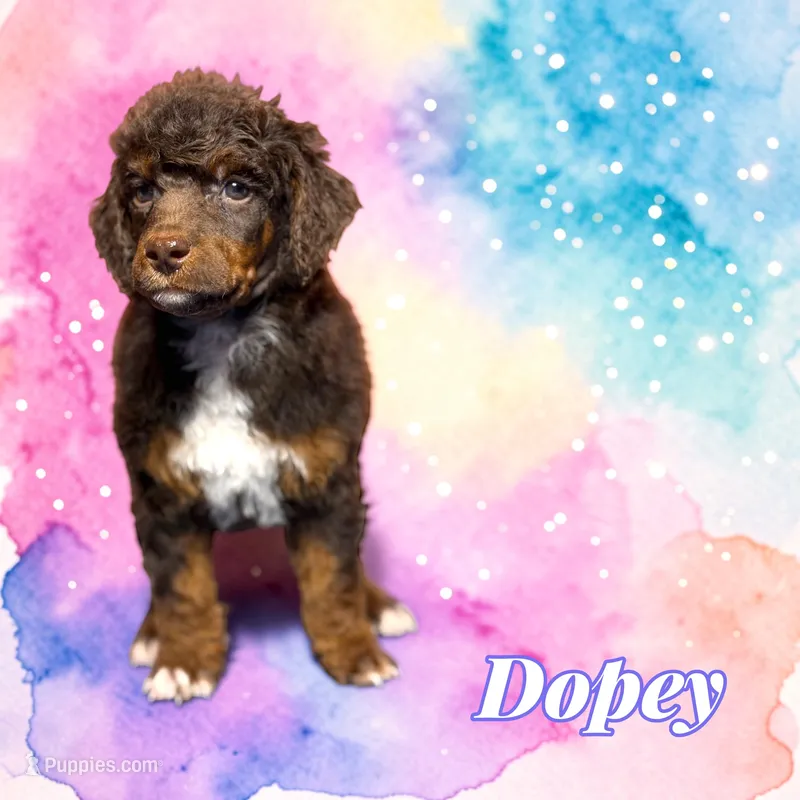 Dopey – Poodle - Standard  puppy on hold in Pink Hill, NC