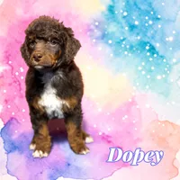 Dopey, a male Poodle - Standard  for sale in Pink Hill, NC – Photo 1 of 4
