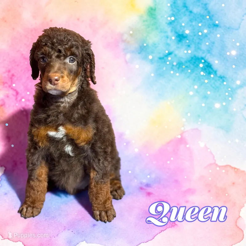 Queen – Poodle - Standard  puppy on hold in Pink Hill, NC