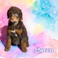 Queen, a female Poodle - Standard  for sale in Pink Hill, NC – Photo 1 of 4