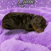 Queen, a female Poodle - Standard  for sale in Pink Hill, NC – Photo 4 of 4