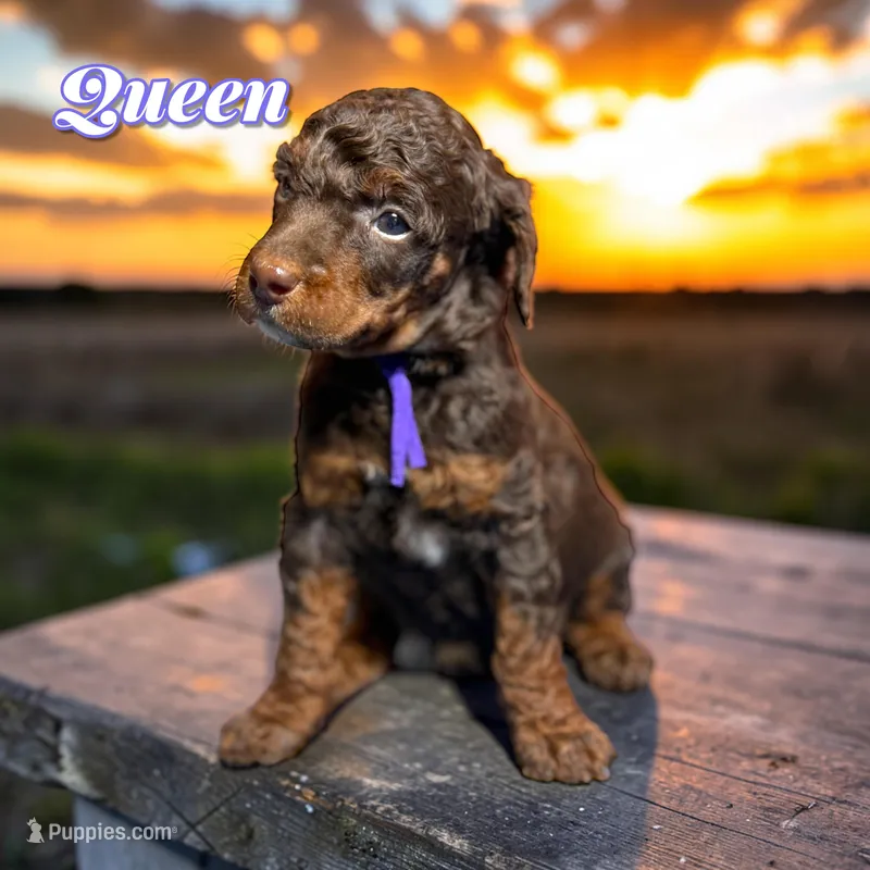 Queen – Poodle - Standard  puppy on hold in Pink Hill, NC