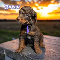Queen, a female Poodle - Standard  for sale in Pink Hill, NC – Photo 2 of 4