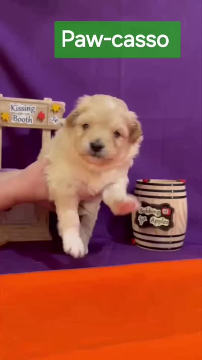 Paw-casso  - Doodle - Sammypoo Samoyed Poodle, a male Samoyed and Poodle - Toy  for sale in Centerville, UT – 4 of 4