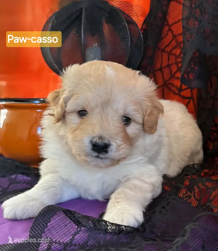 Paw-casso  - Doodle - Sammypoo Samoyed Poodle – Samoyed, Poodle - Toy  puppy for sale in Centerville, UT