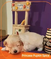 Princess Pupkin Spice  - Doodle - Sammypoo - Samoyed Poodle, a female Samoyed and Poodle - Toy  for sale in Centerville, UT – 3 of 4