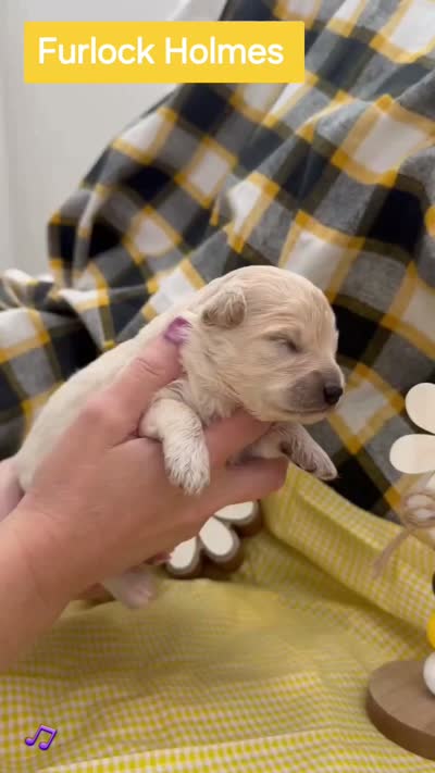 Furlock Holmes  - Doodle - Sammypoo, a male Samoyed and Poodle - Toy  for sale in Centerville, UT – 2 of 2