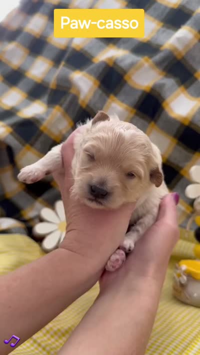 Paw-casso  - Doodle - Sammypoo, a male Samoyed and Poodle - Toy  for sale in Centerville, UT – 3 of 3