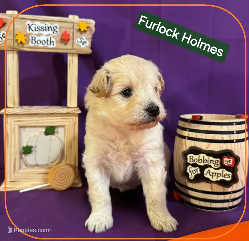 Furlock Holmes  - Doodle - Sammypoo Samoyed Poodle, a male Samoyed and Poodle - Toy  for sale in Centerville, UT – 1 of 3