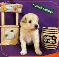 Furlock Holmes  - Doodle - Sammypoo Samoyed Poodle, a male Samoyed and Poodle - Toy  for sale in Centerville, UT – 1 of 3