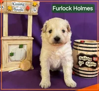 Furlock Holmes  - Doodle - Sammypoo Samoyed Poodle, a male Samoyed and Poodle - Toy  for sale in Centerville, UT – 2 of 3