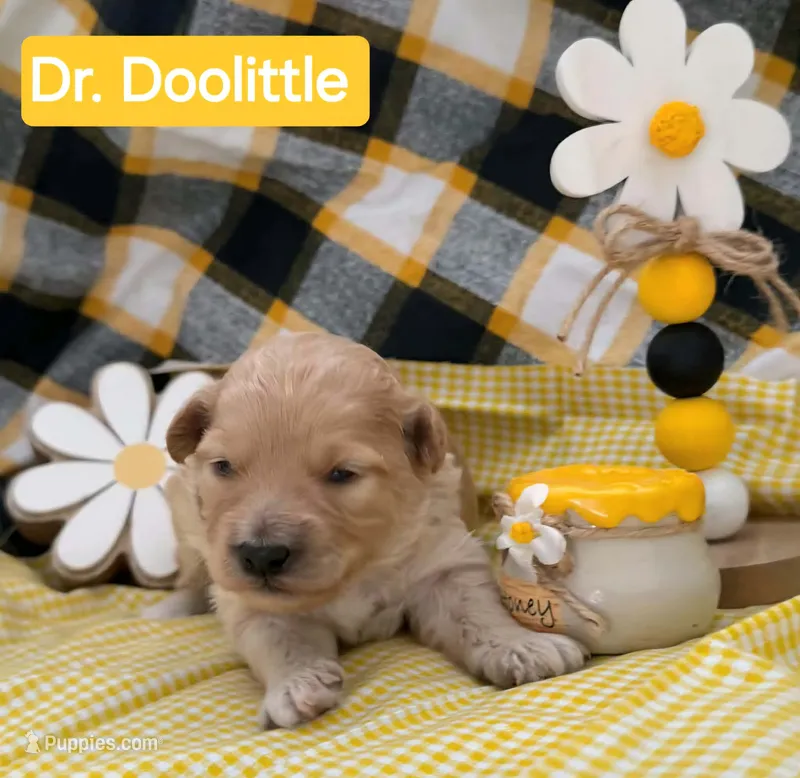 Dr. Doolittle  - Doodle - Sammypoo – Samoyed, Poodle - Toy  puppy for sale in Centerville, UT