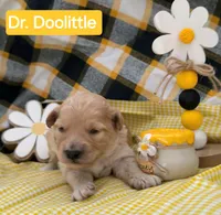 Dr. Doolittle  - Doodle - Sammypoo, a male Samoyed and Poodle - Toy  for sale in Centerville, UT – 1 of 3