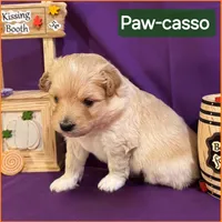 Paw-casso  - Doodle - Sammypoo Samoyed Poodle, a male Samoyed and Poodle - Toy  for sale in Centerville, UT – 2 of 4