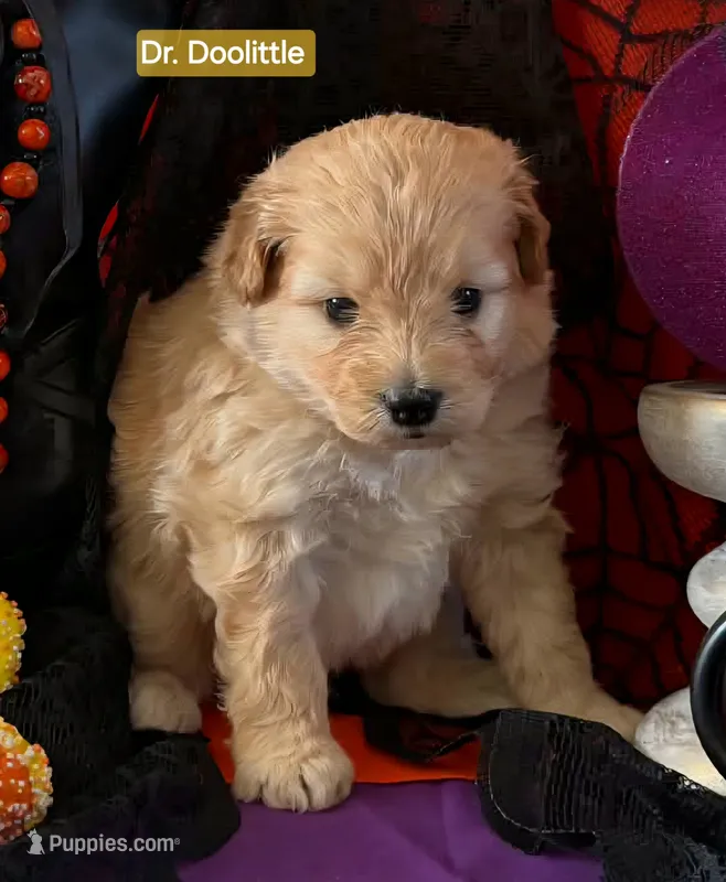 Dr. Doolittle  - Doodle - Sammypoo Samoyed Poodle – Samoyed, Poodle - Toy  puppy for sale in Centerville, UT