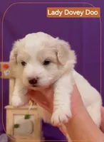 Lady Dovey Doo - Doodle - Sammypoo Samoyed Poodle, a female Samoyed and Poodle - Toy  for sale in Centerville, UT – 1 of 4