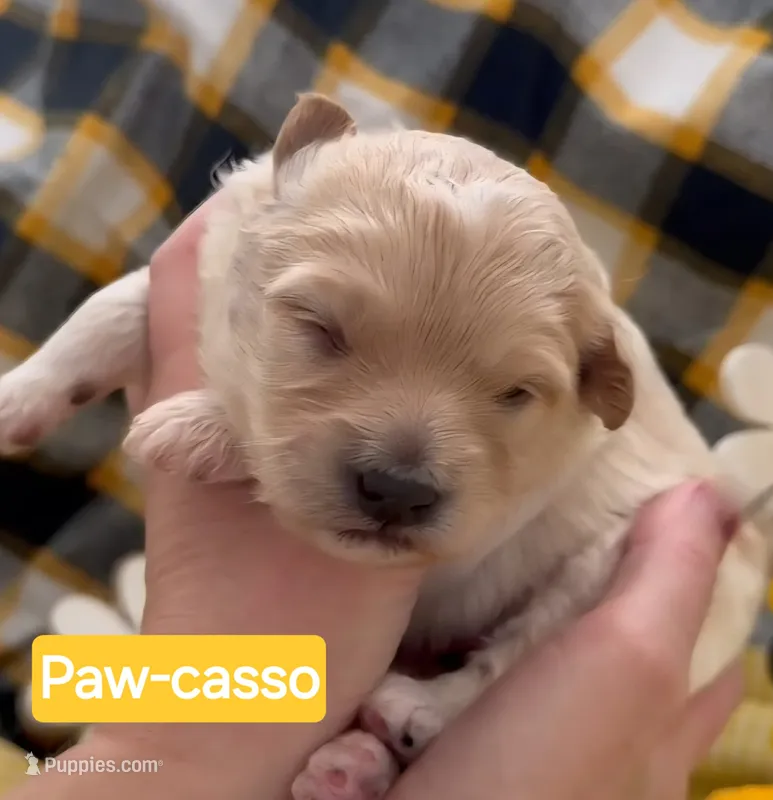 Paw-casso  - Doodle - Sammypoo – Samoyed, Poodle - Toy  puppy for sale in Centerville, UT