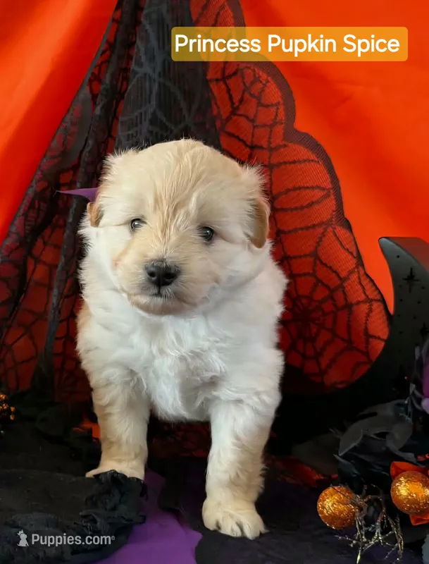 Princess Pupkin Spice  - Doodle - Sammypoo - Samoyed Poodle – Samoyed, Poodle - Toy  puppy for sale in Centerville, UT