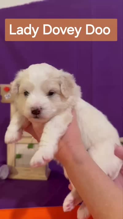 Lady Dovey Doo - Doodle - Sammypoo Samoyed Poodle, a female Samoyed and Poodle - Toy  for sale in Centerville, UT – 4 of 4