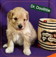 Dr. Doolittle  - Doodle - Sammypoo Samoyed Poodle, a male Samoyed and Poodle - Toy  for sale in Centerville, UT – 2 of 3