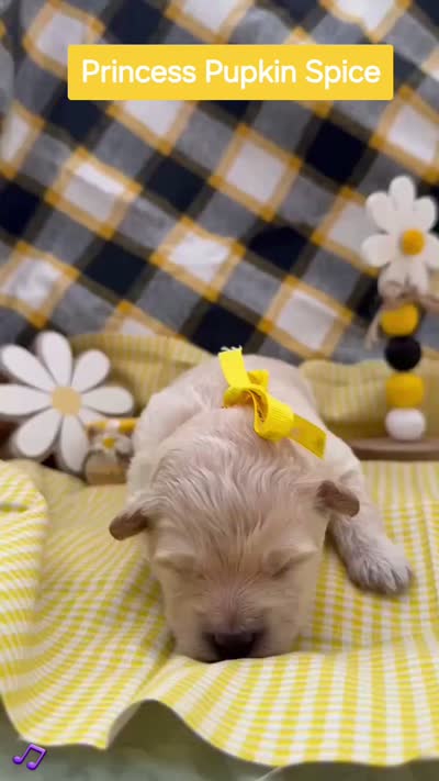 Princess Pupkin Spice  - Doodle - Sammypoo, a female Samoyed and Poodle - Toy  for sale in Centerville, UT – 3 of 3