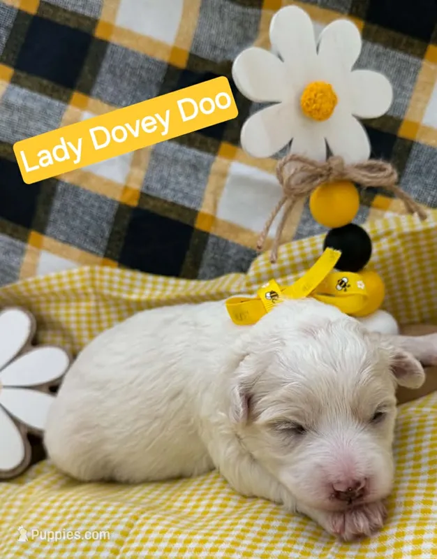 Lady Dovey Doo - Doodle - Sammypoo – Samoyed, Poodle - Toy  puppy for sale in Centerville, UT