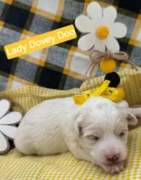 Lady Dovey Doo - Doodle - Sammypoo, a female Samoyed and Poodle - Toy  for sale in Centerville, UT – 1 of 3