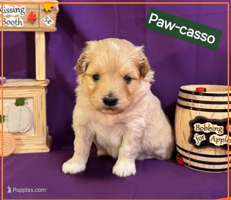 Paw-casso  - Doodle - Sammypoo Samoyed Poodle – Samoyed, Poodle - Toy  puppy for sale in Centerville, UT