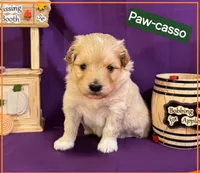 Paw-casso  - Doodle - Sammypoo Samoyed Poodle, a male Samoyed and Poodle - Toy  for sale in Centerville, UT – 1 of 4